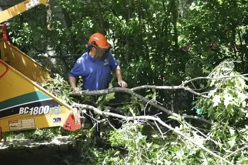 tree services Bonne Terre